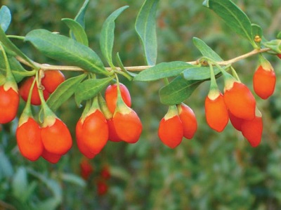 Nuovi frutti con proprietà nutritive eccezionali