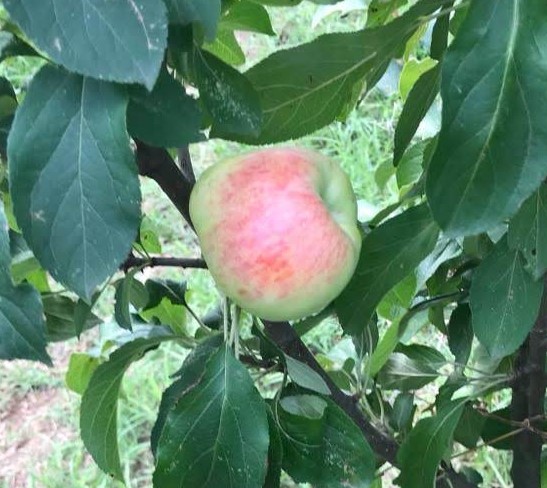 MALUS DOMESTICA BEBE'