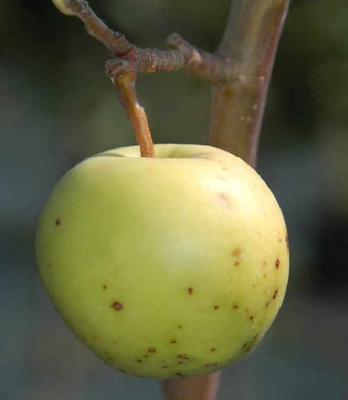 MALUS DOMESTICA CAPO D'ASINO