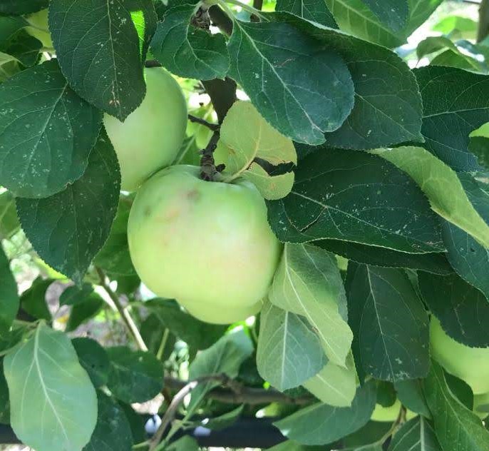 MALUS DOMESTICA CERINA