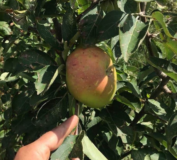 MALUS DOMESTICA CIPOLLA