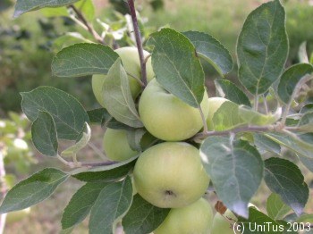 MALUS DOMESTICA MAIOLINA