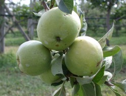 MALUS DOMESTICA NANA