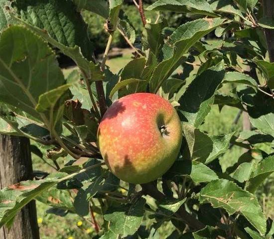 MALUS DOMESTICA PAOLUCCIA