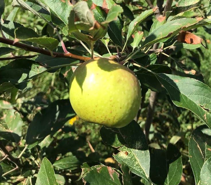 MALUS DOMESTICA PONTELLA