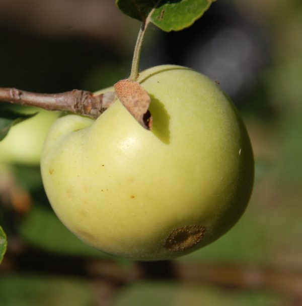 MALUS DOMESTICA S.GIOVANNI