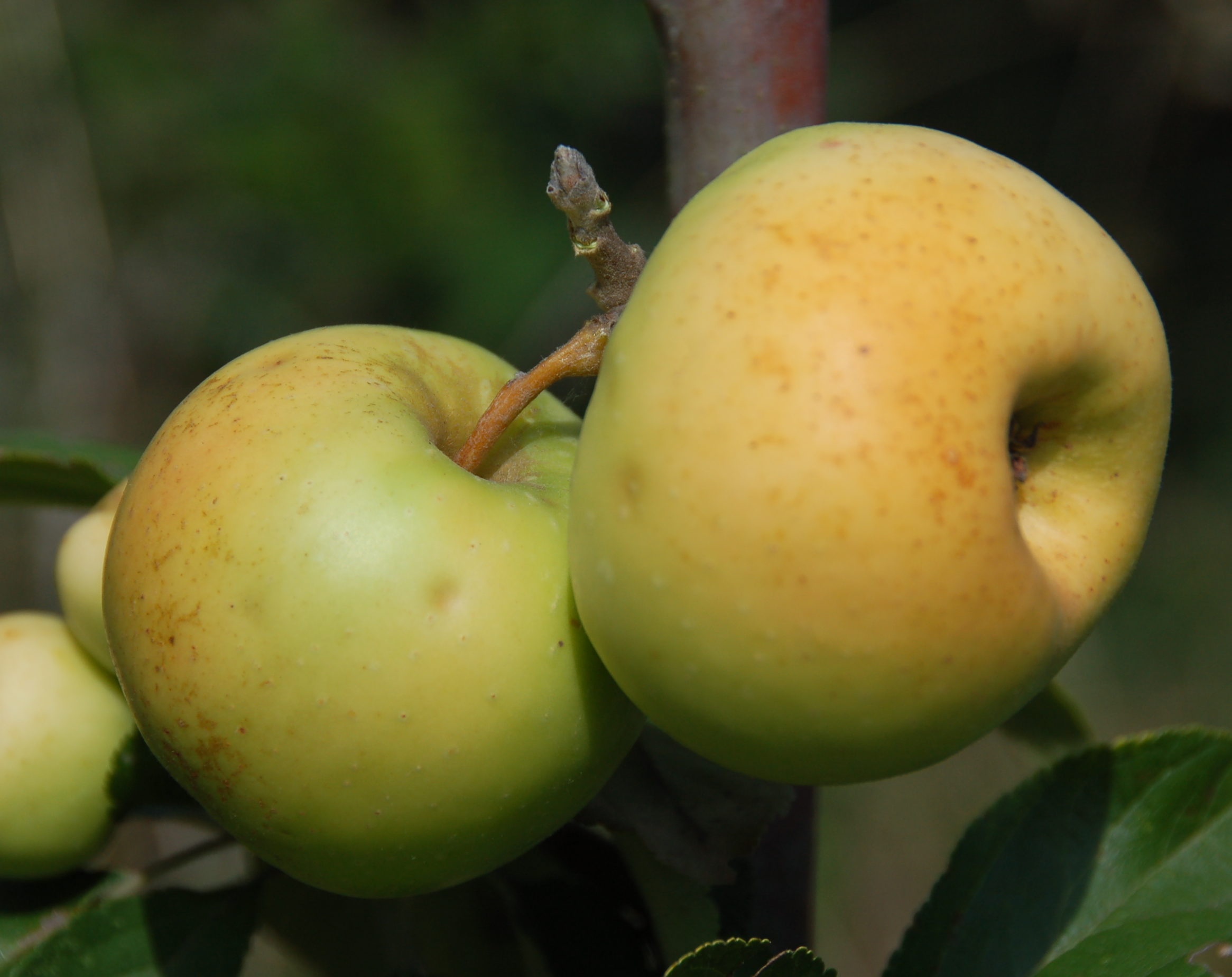 MALUS DOMESTICA SUBLACENSE