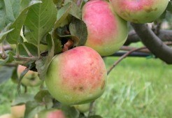 MALUS DOMESTICA TONNORELLA