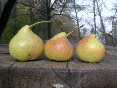 PYRUS COMMUNIS MONTELEONE