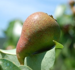 PYRUS COMMUNIS CANNELLA