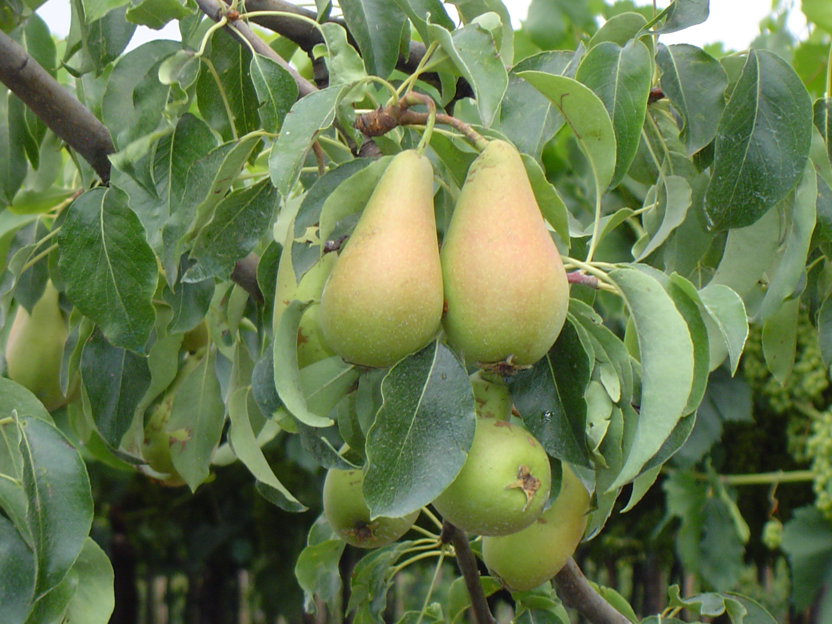 PYRUS COMMUNIS COCOZZOLA