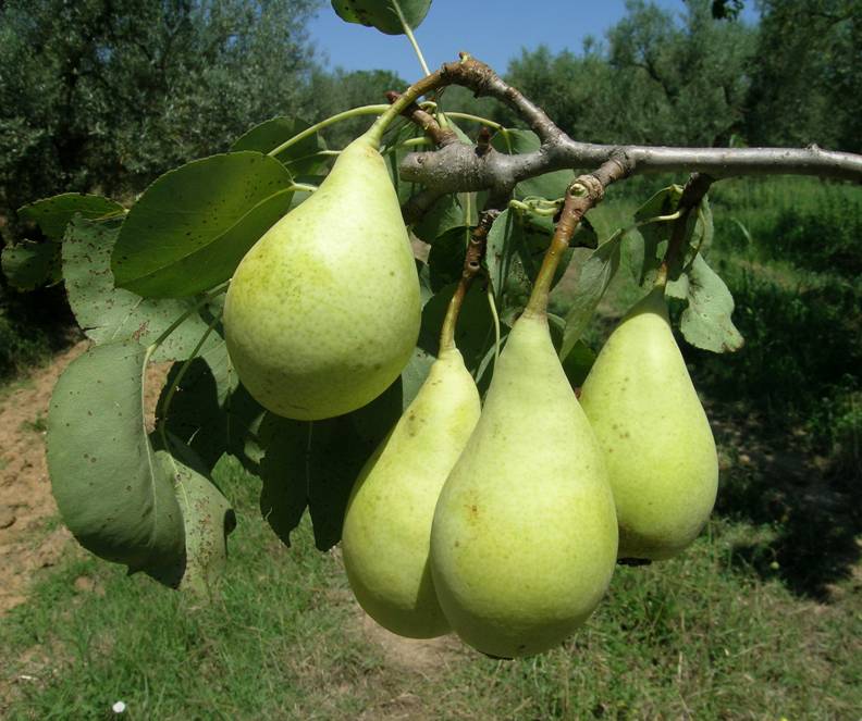 PYRUS COMMUNIS SPADONA DI CASTEL MADAMA