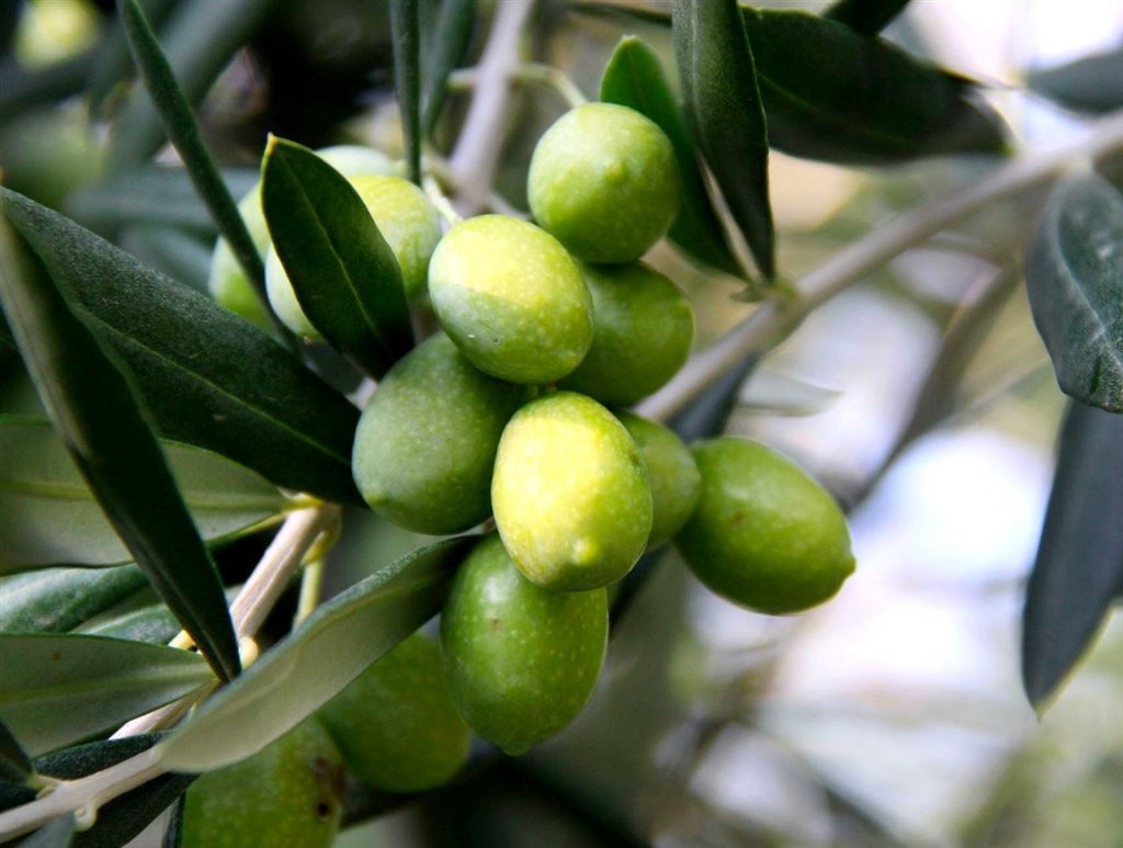 OLEA EUROPAEA ASCOLANA 