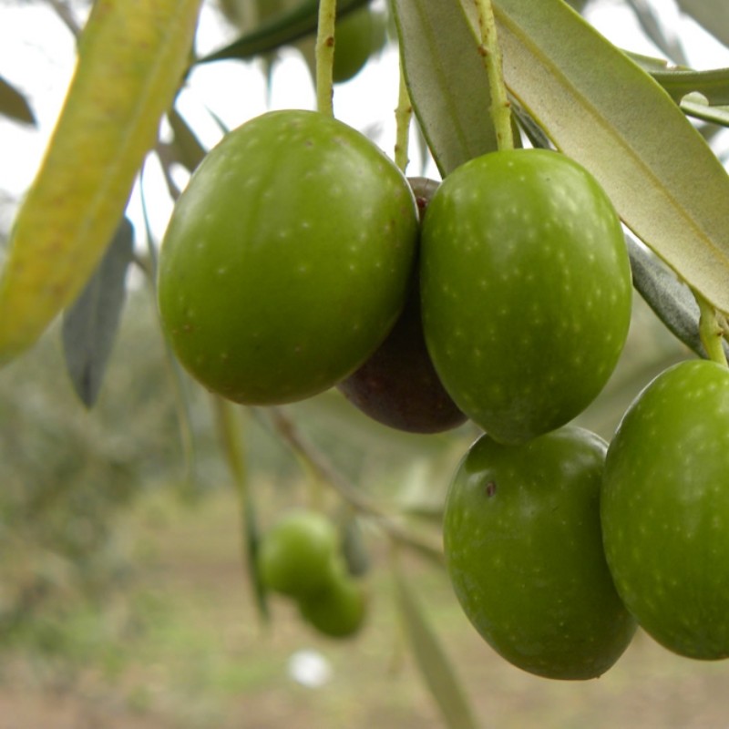 OLEA EUROPAEA S.AGOSTINO 