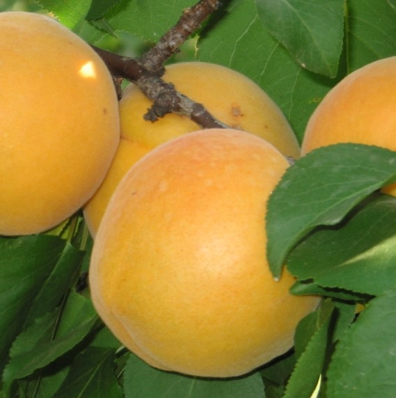 ALBICOCCO VITILLO PRUNUS ARMENIACA 