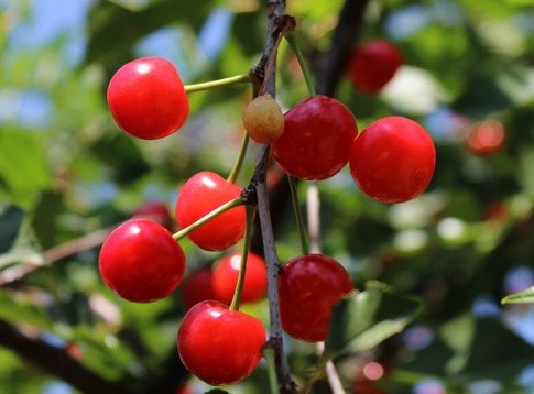 PRUNUS AVIUM AMARENA-MARASCA-VISCIOLA