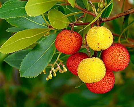 CORBEZZOLO - ARBUTUS UNEDO 