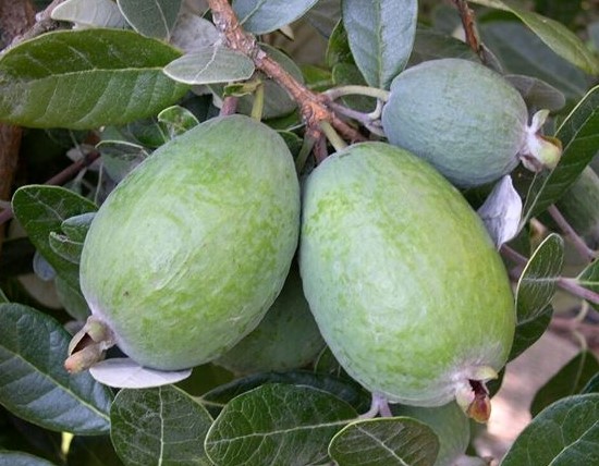 FEIJOA - ACCA SELLOWIANA