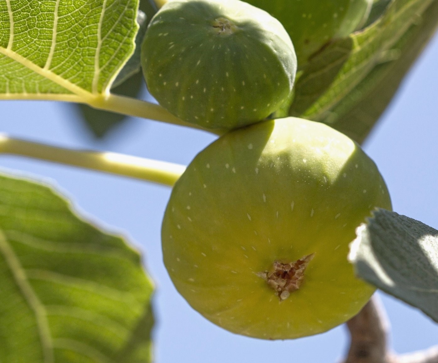 FICO - FICUS CARICA BIANCO (DOTTATO - BROGIOTTO BIANCO - VERDINO)