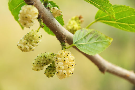 GELSO BIANCO - MORUS ALBA 