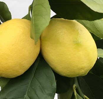 LIMONE - CITRUS LIMON