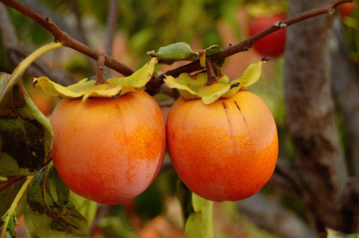 CACHI - DIOSPYROS KAKI LOTO DI ROMAGNA