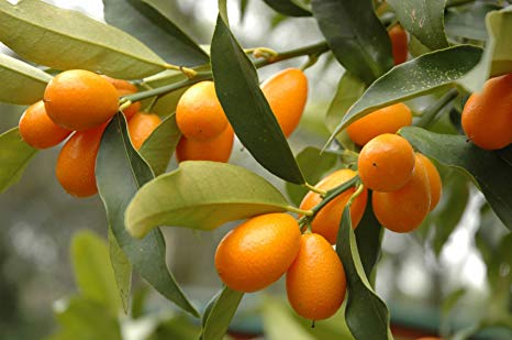 KUMQUAT - FORTUNELLA JAPONICA