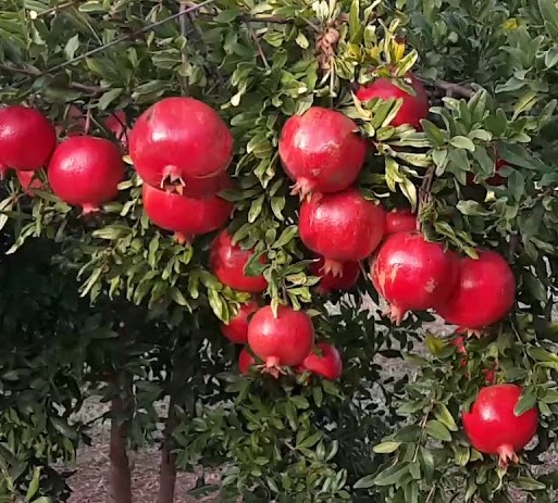 MELOGRANO-PUNICA GRANATUM (MOLLAR-WONDERFULL-DENTE DI CAVALLO)