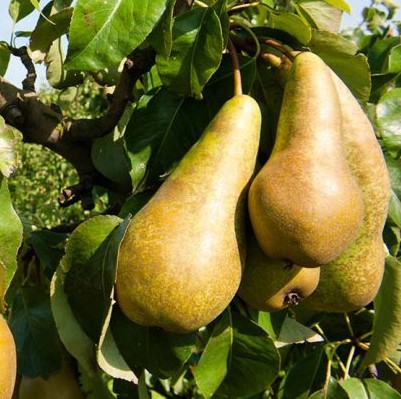 PERO ABATE - PYRUS COMMUNIS 