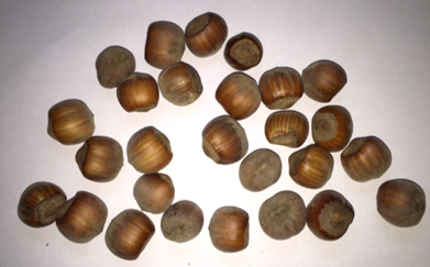 CORYLUS AVELLANA NOCCHIONE
