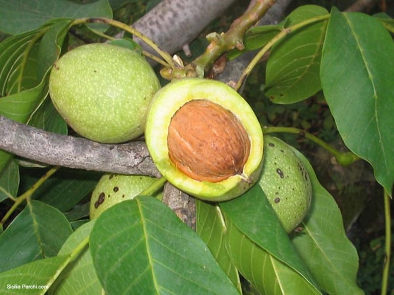 NOCE - JUGLANS REGIA