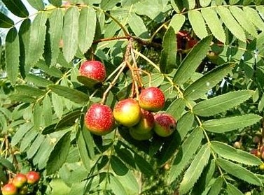 SORBO-SORBUS DOMESTICA