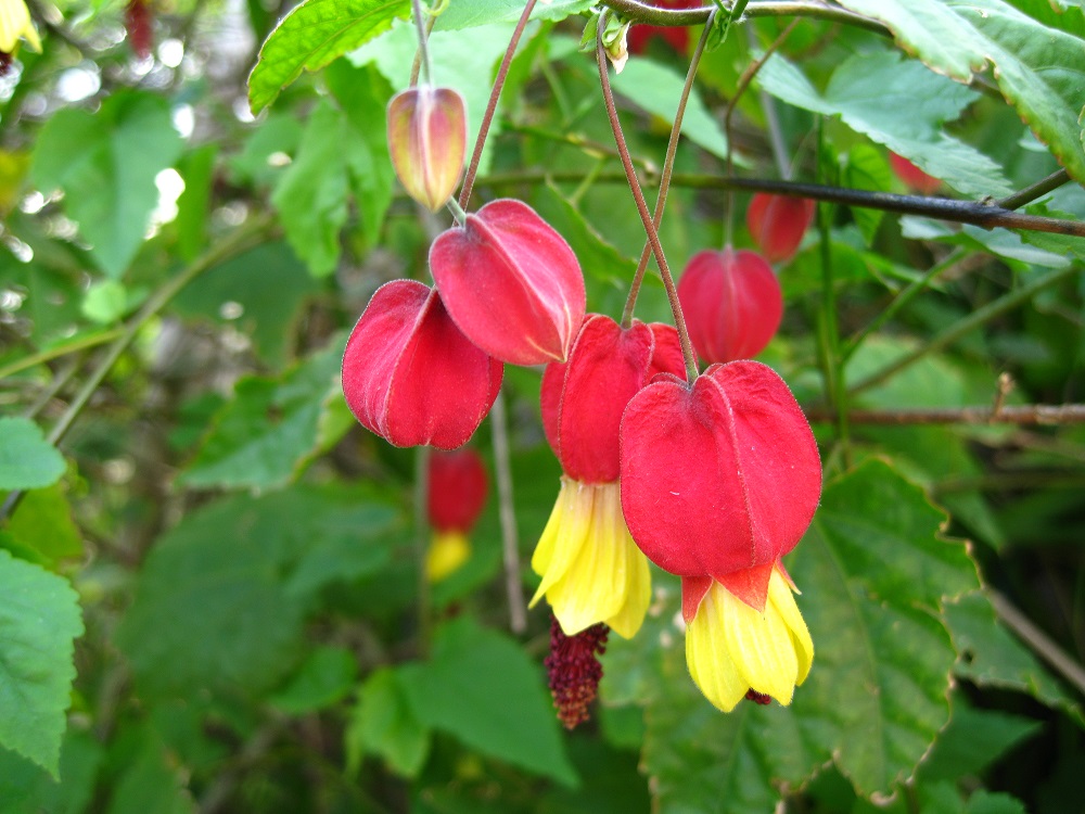 ABUTILON MEGAPOTAMICUM