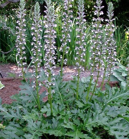 ACANTHUS MOLLIS