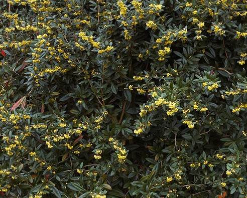 BERBERIS JULIANAE