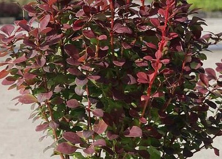 BERBERIS THUNBERGII ATROPURPUREA