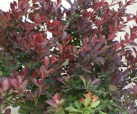 BERBERIS THUNBERGII ATROPURPUREA NANA