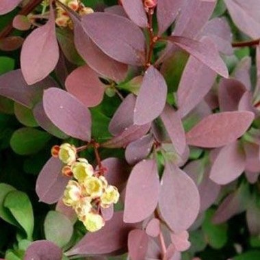 BERBERIS X OTTAWENSIS AURICOMA