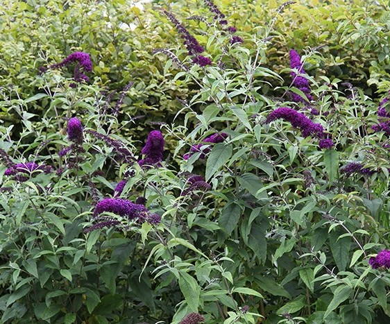 BUDDLEYA DAVIDII