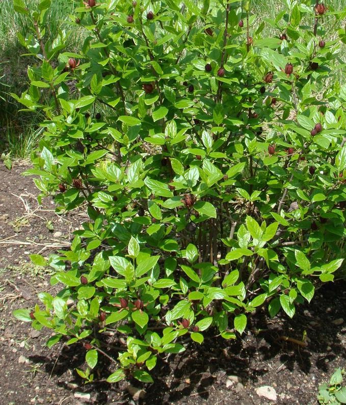 CALYCANTHUS FLORIDUS 