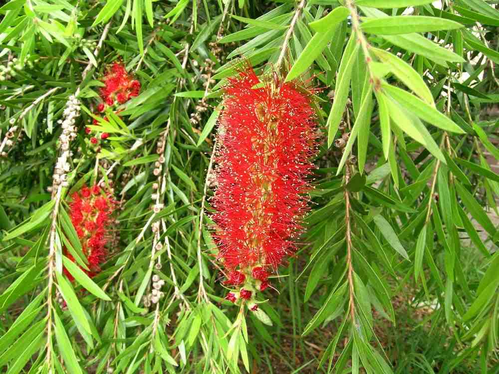 CALLISTEMON VIMINALIS 