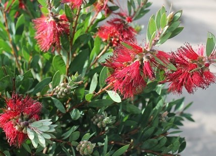 CALLISTEMON LAEVIS