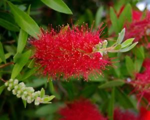 CALLISTEMON CITRINUS