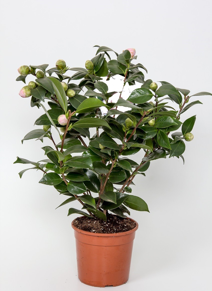 CAMELLIA JAPONICA