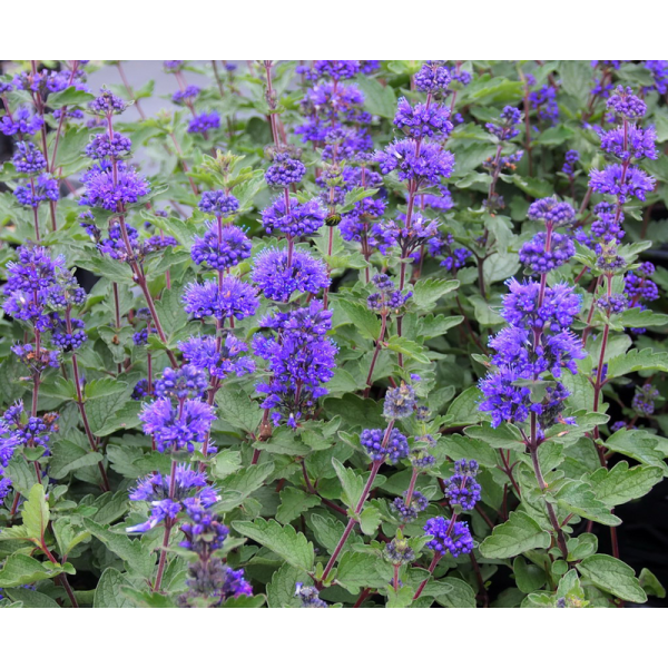 CARYOPTERIS INCANA