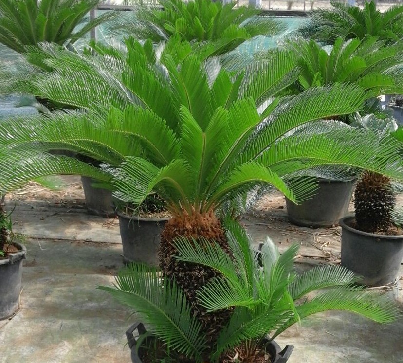 CYCAS REVOLUTA