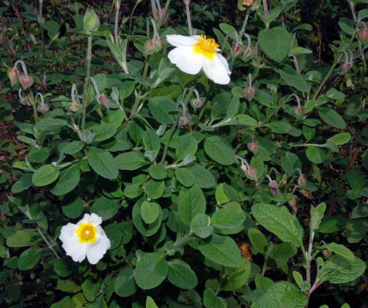 CISTUS SALVIFOLIUS