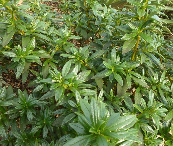 CISTUS LADANIFER