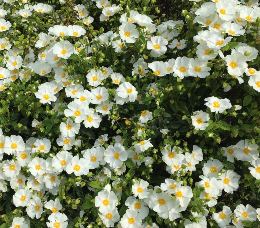 CISTUS X CORBARIENSIS 