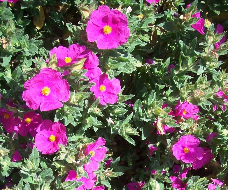 CISTUS X PURPUREUS